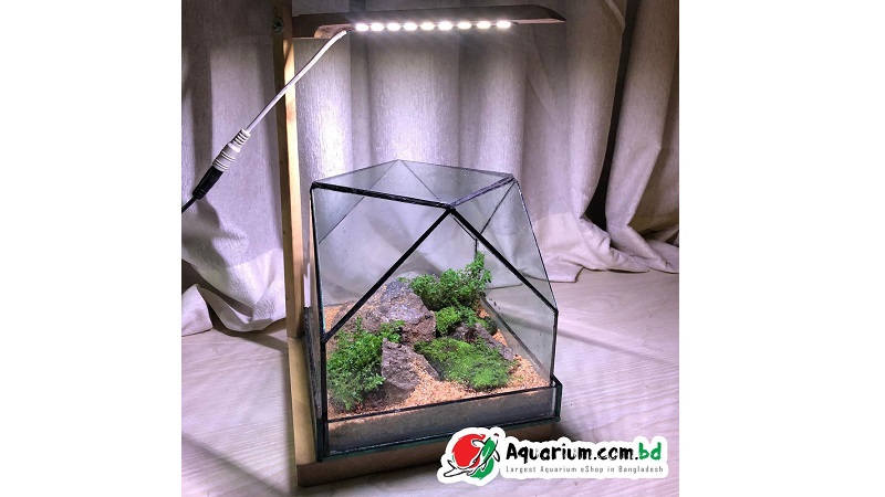Terrarium Box- 6 inch Cube- Complete Setup with Light