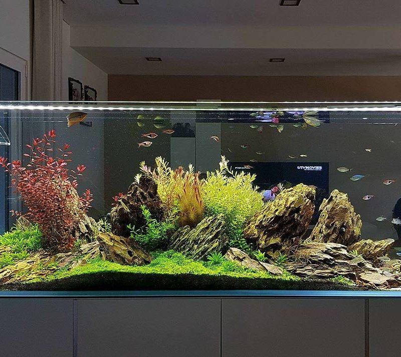 planted aquarium