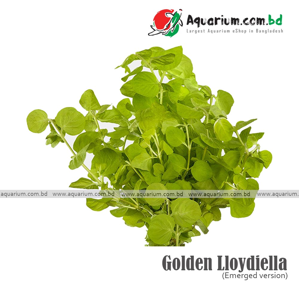 Golden Lloydiella