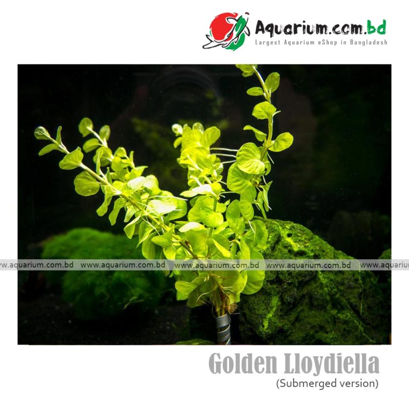 Golden Lloydiella