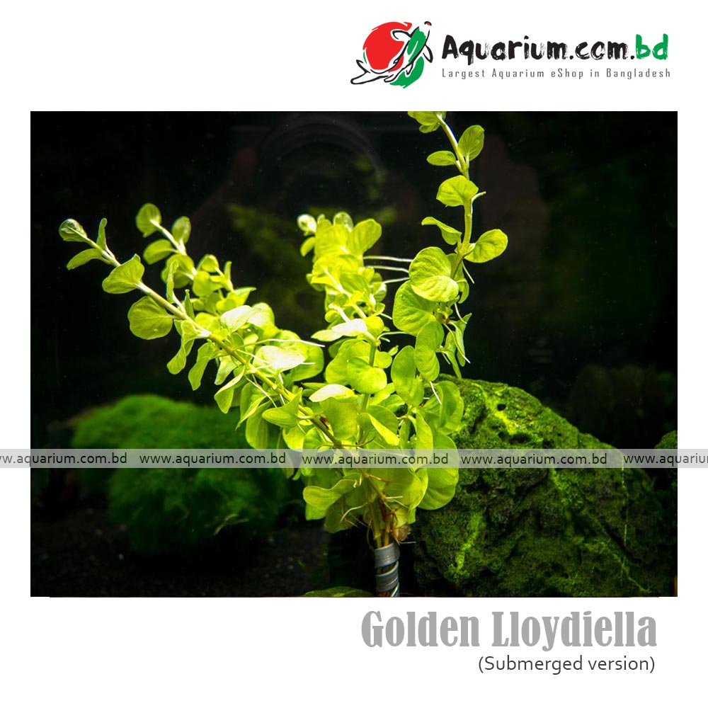 Golden Lloydiella