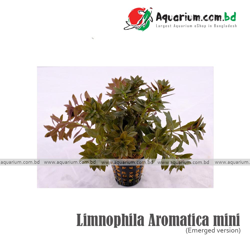 Limnophila Aromatica mini