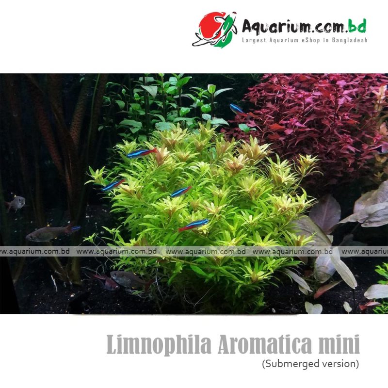 Limnophila Aromatica mini
