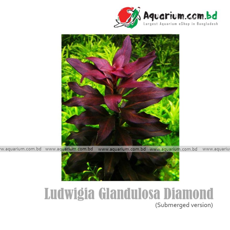 Ludwigia Glandulosa diamond