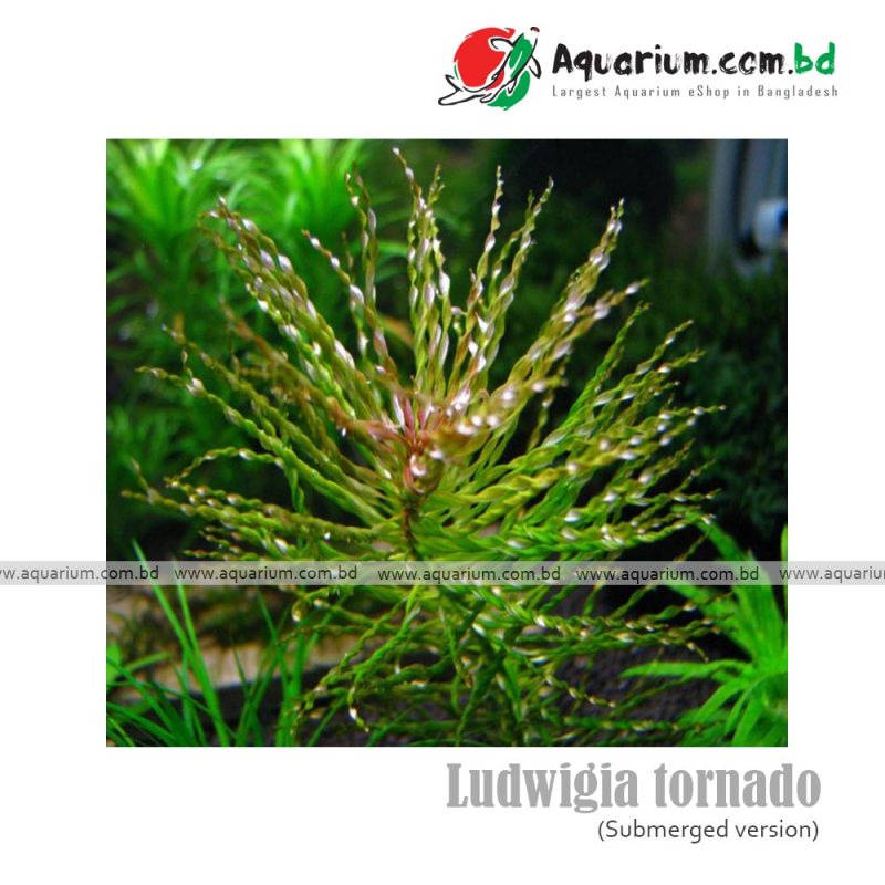 Ludwigia tornado available at aquarium.com.bd