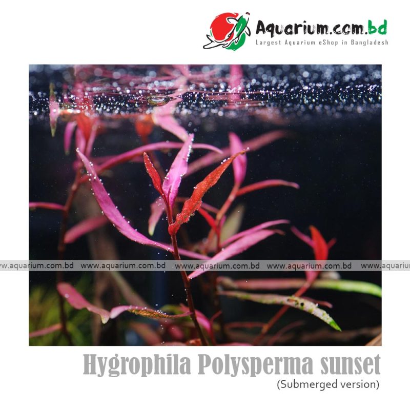Polygenum sp pink