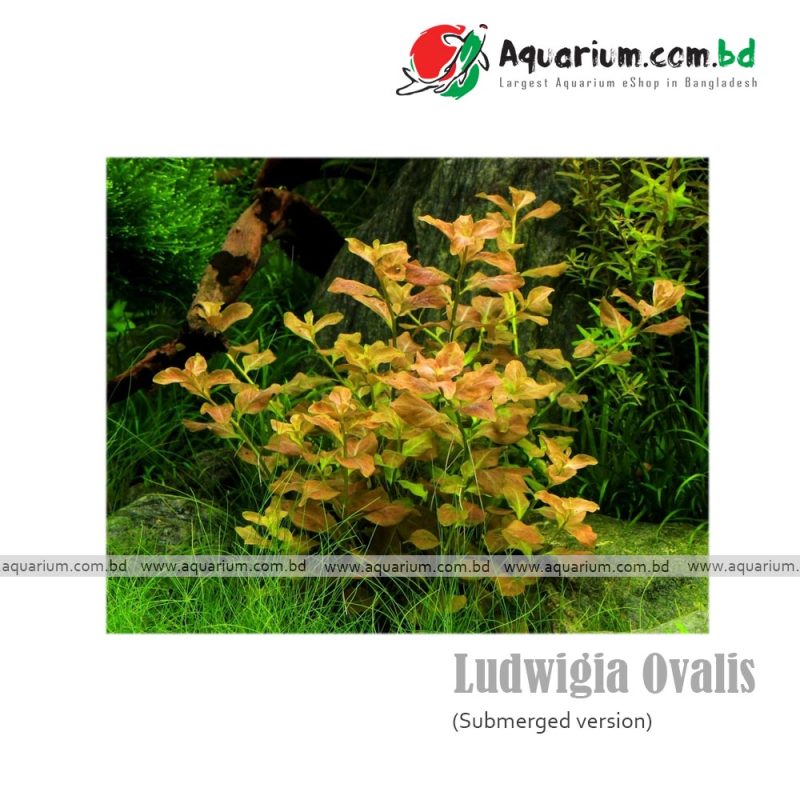 Ludwigia ovalis available in Aquarium.com.bd