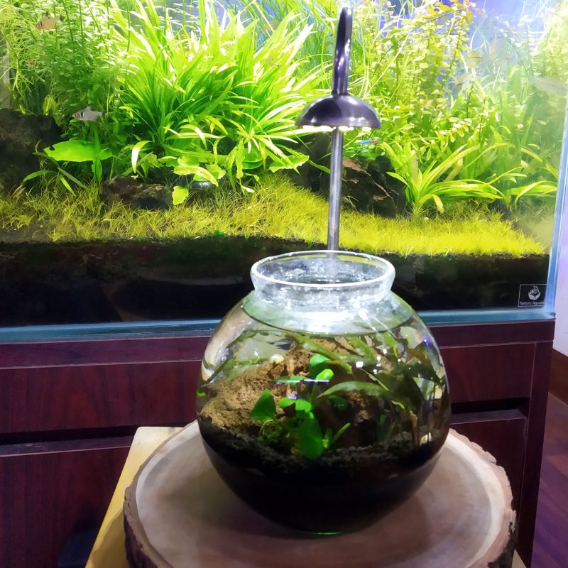 Jar with Custom Wooden Light Stand