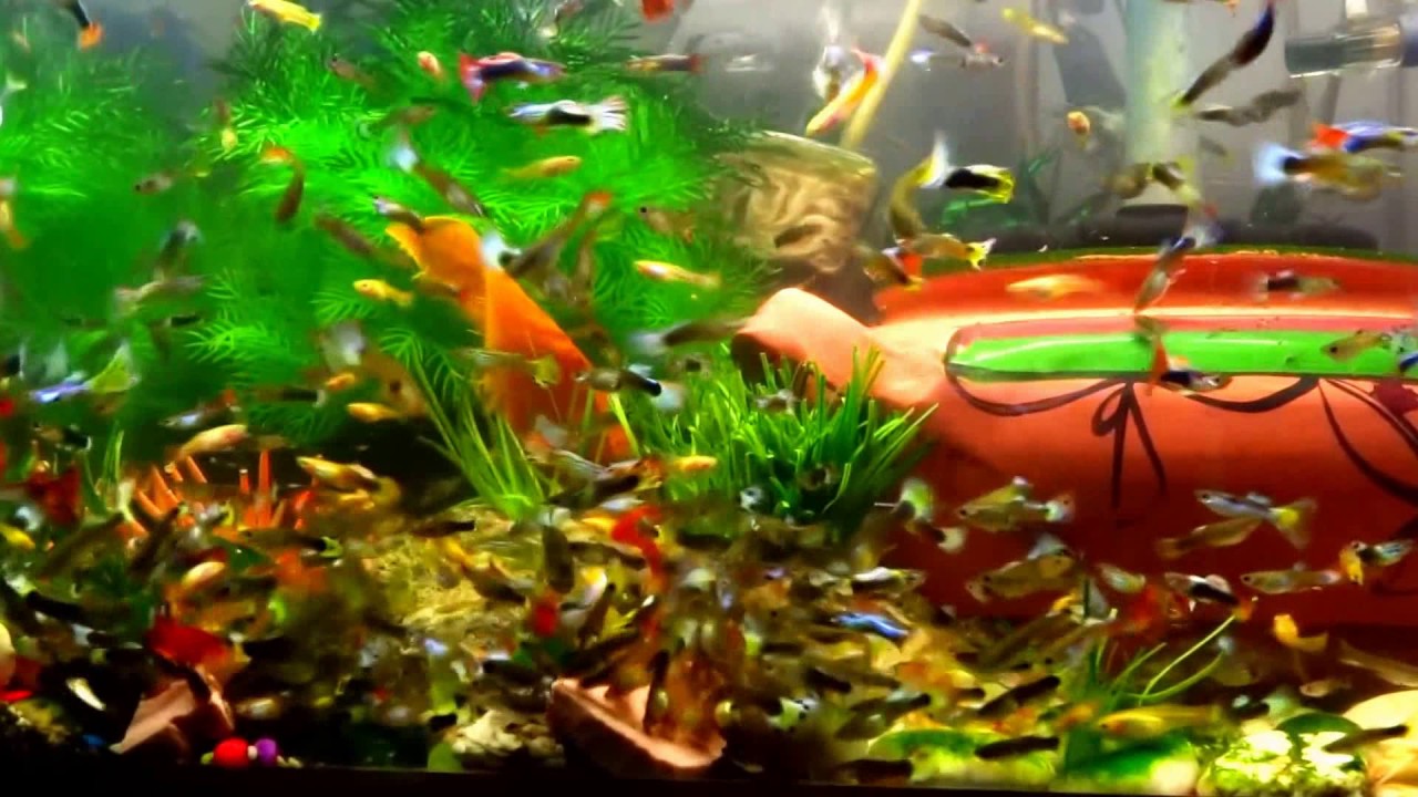 THE SCIENCE BEHIND BEHAVIOR FISH JUMPING OUT OF TANKS phila link