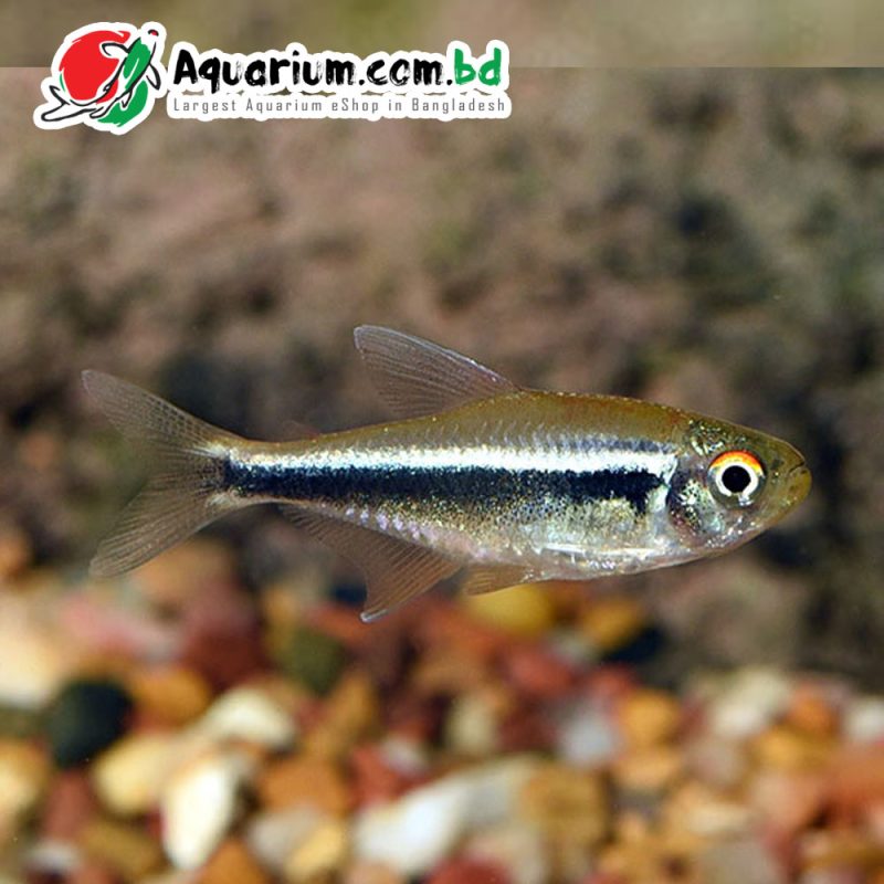 Black Neon Tetra