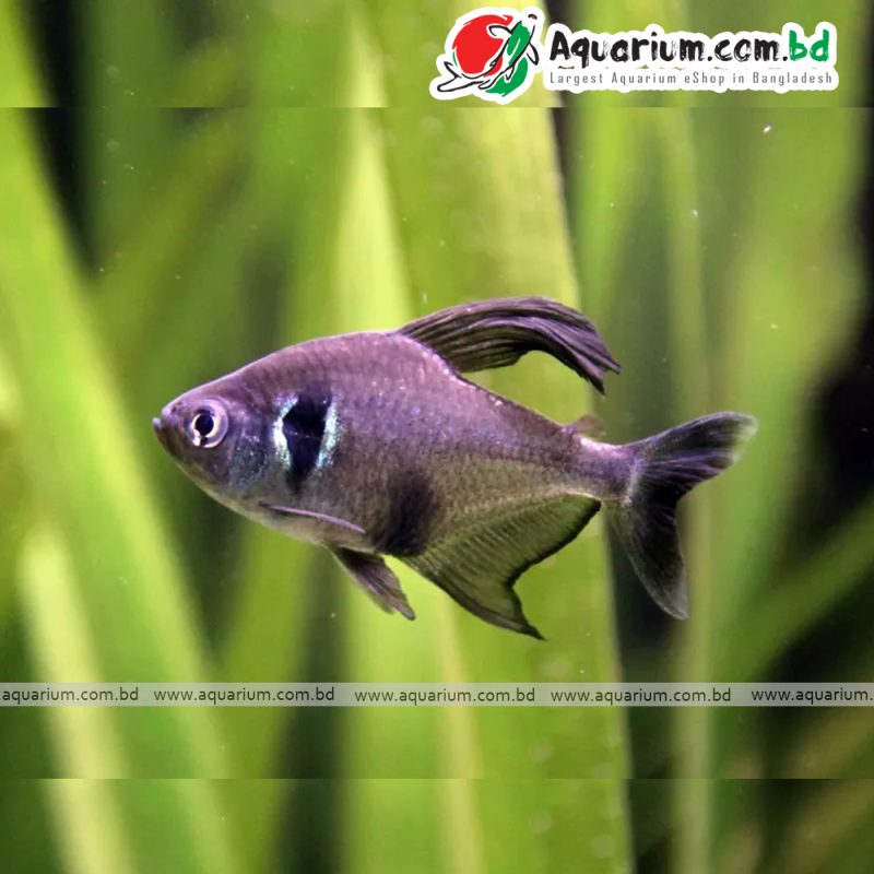 Black Phantom Tetra