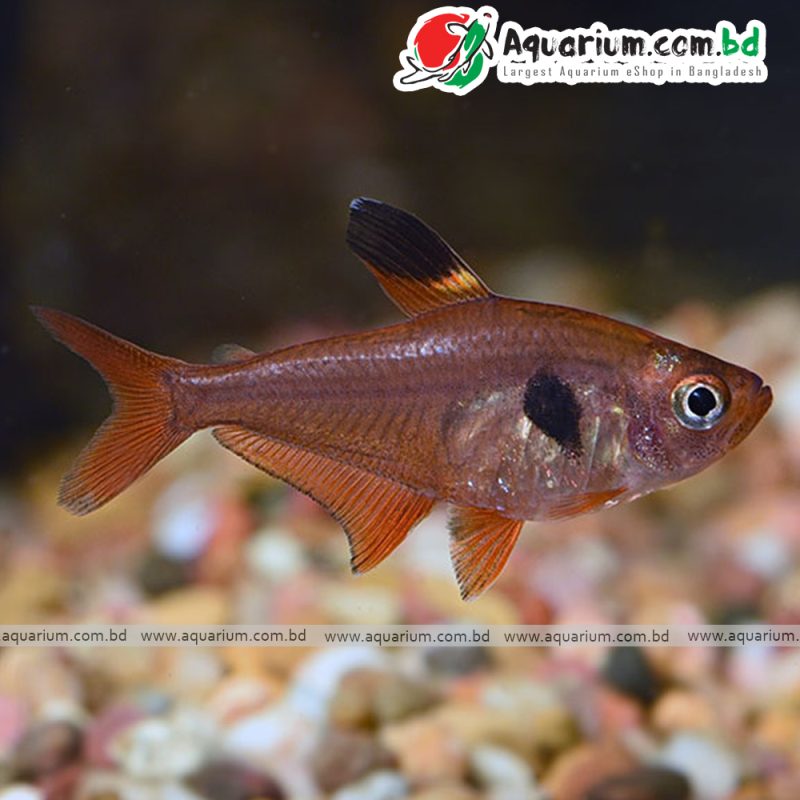 Red Phantom Tetra